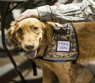 How ESAs Help with PTSD and Emotional Trauma